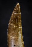 20903 - Nicely Preserved 1.95 Inch Partially Rooted Elasmosaur (Zarafasaura oceanis) Tooth