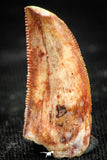 06304 - Top Quality 0.76 Inch Abelisaur Dinosaur Tooth Cretaceous KemKem Beds