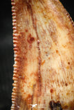 06304 - Top Quality 0.76 Inch Abelisaur Dinosaur Tooth Cretaceous KemKem Beds