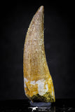 20904 - Top Quality 1.88 Inch Partially Rooted Elasmosaur (Zarafasaura oceanis) Tooth