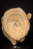 08047 - Top Beautiful 2.57 Inch Enchodus libycus Vertebra Bone Late Cretaceous