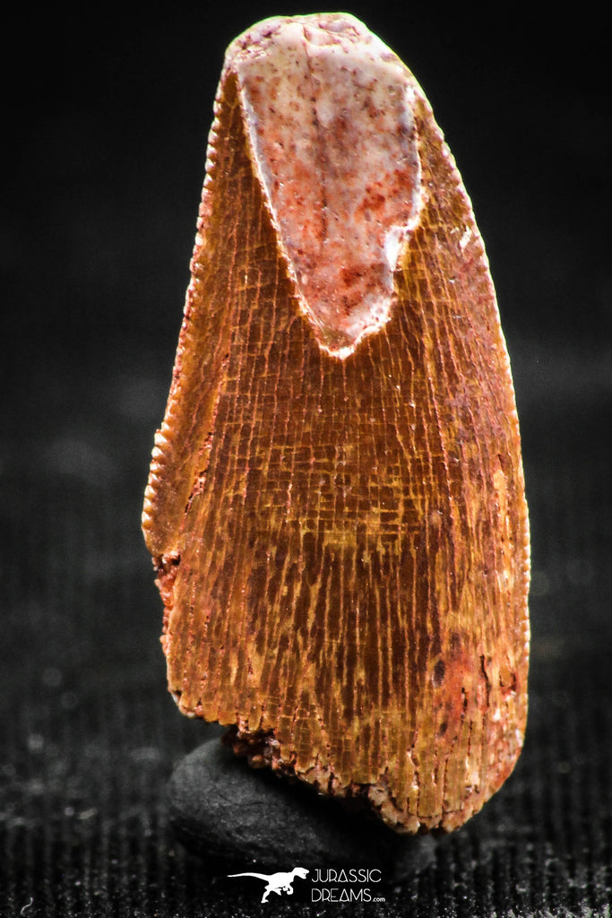 06305 - Serrated 0.89 Inch Abelisaur Dinosaur Tooth Cretaceous KemKem Beds