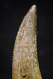 20904 - Top Quality 1.88 Inch Partially Rooted Elasmosaur (Zarafasaura oceanis) Tooth