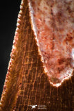 06305 - Serrated 0.89 Inch Abelisaur Dinosaur Tooth Cretaceous KemKem Beds