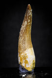 20904 - Top Quality 1.88 Inch Partially Rooted Elasmosaur (Zarafasaura oceanis) Tooth