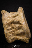 08047 - Top Beautiful 2.57 Inch Enchodus libycus Vertebra Bone Late Cretaceous