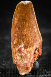 06305 - Serrated 0.89 Inch Abelisaur Dinosaur Tooth Cretaceous KemKem Beds
