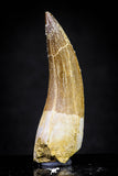 20904 - Top Quality 1.88 Inch Partially Rooted Elasmosaur (Zarafasaura oceanis) Tooth