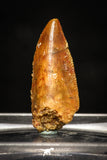 10009 - Top Quality 0.84 Inch Abelisaur Serrated Dinosaur Tooth Cretaceous KemKem