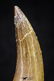 20904 - Top Quality 1.88 Inch Partially Rooted Elasmosaur (Zarafasaura oceanis) Tooth