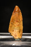 10009 - Top Quality 0.84 Inch Abelisaur Serrated Dinosaur Tooth Cretaceous KemKem