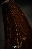 22338 - Great Serrated 1.44 Inch Carcharodontosaurus Dinosaur Tooth KemKem
