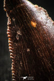 06306 - Dark Serrated 0.67 Inch Abelisaur Dinosaur Tooth Cretaceous KemKem Beds