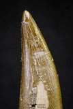 20905 - Top Quality 1.83 Inch Elasmosaur (Zarafasaura oceanis) Tooth