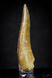 20905 - Top Quality 1.83 Inch Elasmosaur (Zarafasaura oceanis) Tooth