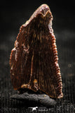 06306 - Dark Serrated 0.67 Inch Abelisaur Dinosaur Tooth Cretaceous KemKem Beds