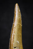 20905 - Top Quality 1.83 Inch Elasmosaur (Zarafasaura oceanis) Tooth