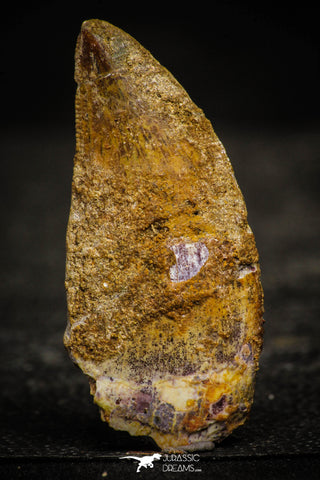 22339 - Beautiful 1.71 Inch Carcharodontosaurus Dinosaur Tooth KemKem