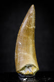 20905 - Top Quality 1.83 Inch Elasmosaur (Zarafasaura oceanis) Tooth