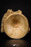 08048 - Top Beautiful 2.60 Inch Enchodus libycus Vertebra Bone Late Cretaceous