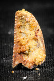06307 - Beautiful 0.76 Inch Abelisaur Serrated Dinosaur Tooth Cretaceous KemKem Beds