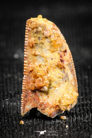 06307 - Beautiful 0.76 Inch Abelisaur Serrated Dinosaur Tooth Cretaceous KemKem Beds