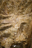 08048 - Top Beautiful 2.60 Inch Enchodus libycus Vertebra Bone Late Cretaceous