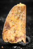 06307 - Beautiful 0.76 Inch Abelisaur Serrated Dinosaur Tooth Cretaceous KemKem Beds
