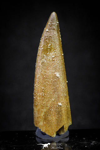 20906 - Nicely Preserved 1.74 Inch Elasmosaur (Zarafasaura oceanis) Tooth