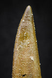 20906 - Nicely Preserved 1.74 Inch Elasmosaur (Zarafasaura oceanis) Tooth