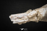 08049 - Top Quality 9.21 Inch Elasmosaurus (Zarafasaura oceanis) Vertebra Bone