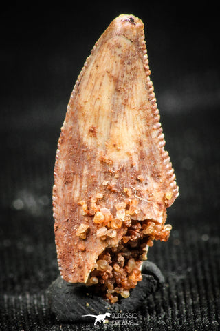 06308 - Top Quality 0.48 Inch Abelisaur Serrated Dinosaur Tooth Cretaceous KemKem Beds
