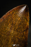 22340 - Finest Quality 1.81 Inch Carcharodontosaurus Dinosaur Tooth KemKem