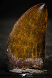 22340 - Finest Quality 1.81 Inch Carcharodontosaurus Dinosaur Tooth KemKem