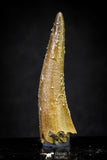 20906 - Nicely Preserved 1.74 Inch Elasmosaur (Zarafasaura oceanis) Tooth