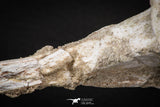 08049 - Top Quality 9.21 Inch Elasmosaurus (Zarafasaura oceanis) Vertebra Bone