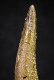 20906 - Nicely Preserved 1.74 Inch Elasmosaur (Zarafasaura oceanis) Tooth