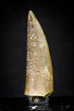 20906 - Nicely Preserved 1.74 Inch Elasmosaur (Zarafasaura oceanis) Tooth