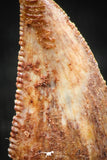 06308 - Top Quality 0.48 Inch Abelisaur Serrated Dinosaur Tooth Cretaceous KemKem Beds