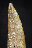 20906 - Nicely Preserved 1.74 Inch Elasmosaur (Zarafasaura oceanis) Tooth