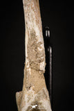 08049 - Top Quality 9.21 Inch Elasmosaurus (Zarafasaura oceanis) Vertebra Bone