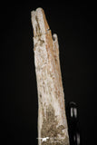 08049 - Top Quality 9.21 Inch Elasmosaurus (Zarafasaura oceanis) Vertebra Bone