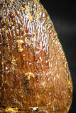 06309 - Top Rare 0.62 Inch Hamadasuchus rebouli Crocodile Tooth Cretaceous KemKem Beds