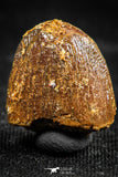 06309 - Top Rare 0.62 Inch Hamadasuchus rebouli Crocodile Tooth Cretaceous KemKem Beds