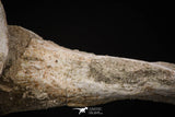 08049 - Top Quality 9.21 Inch Elasmosaurus (Zarafasaura oceanis) Vertebra Bone