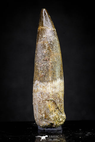 20907 - Nicely Preserved 1.70 Inch Partially Rooted Elasmosaur (Zarafasaura oceanis) Tooth