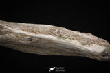 08049 - Top Quality 9.21 Inch Elasmosaurus (Zarafasaura oceanis) Vertebra Bone