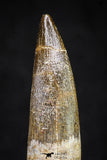 20907 - Nicely Preserved 1.70 Inch Partially Rooted Elasmosaur (Zarafasaura oceanis) Tooth