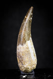 20907 - Nicely Preserved 1.70 Inch Partially Rooted Elasmosaur (Zarafasaura oceanis) Tooth