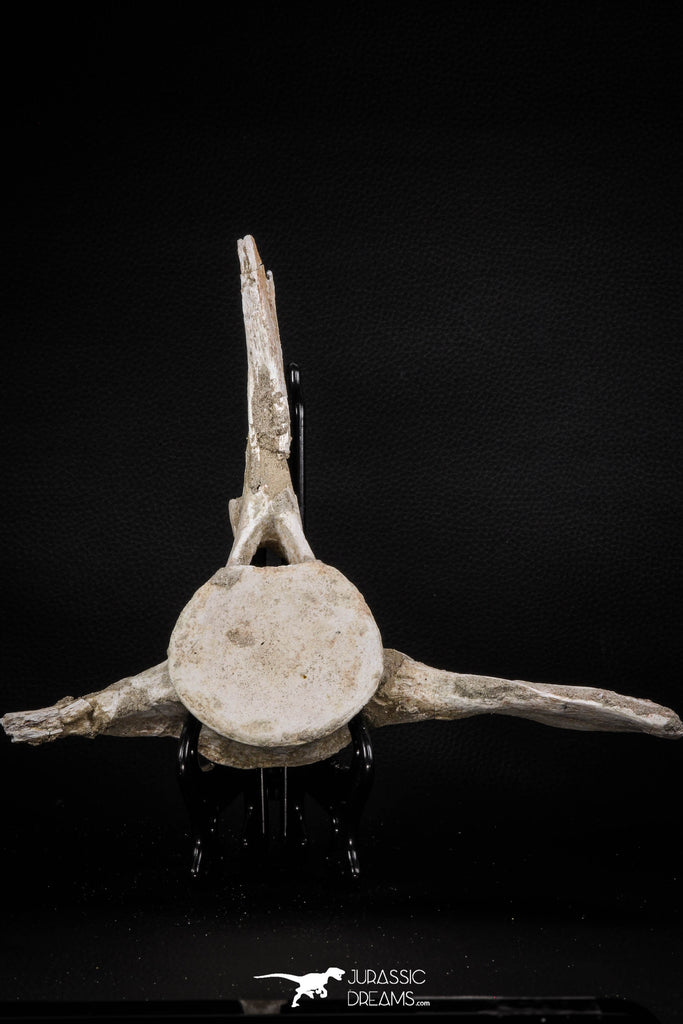 08049 - Top Quality 9.21 Inch Elasmosaurus (Zarafasaura oceanis) Vertebra Bone